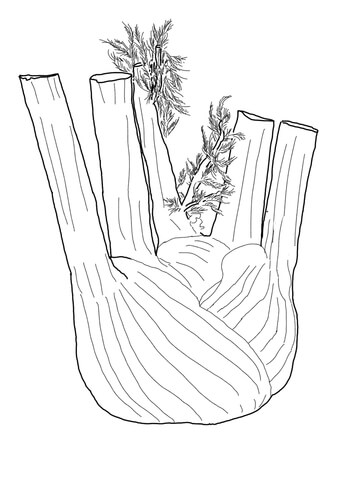 Fennel Root Coloring Page